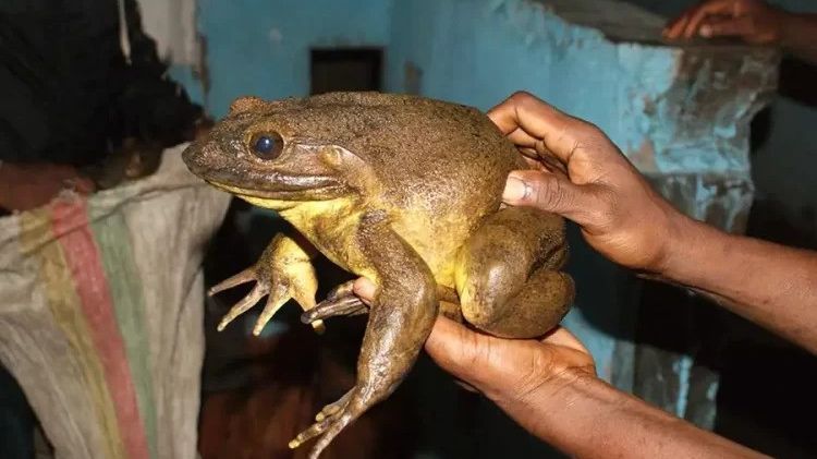 Katak Terbesar di Bumi Kini Berjibaku dengan Ancaman Kepunahan Akibat Manusia