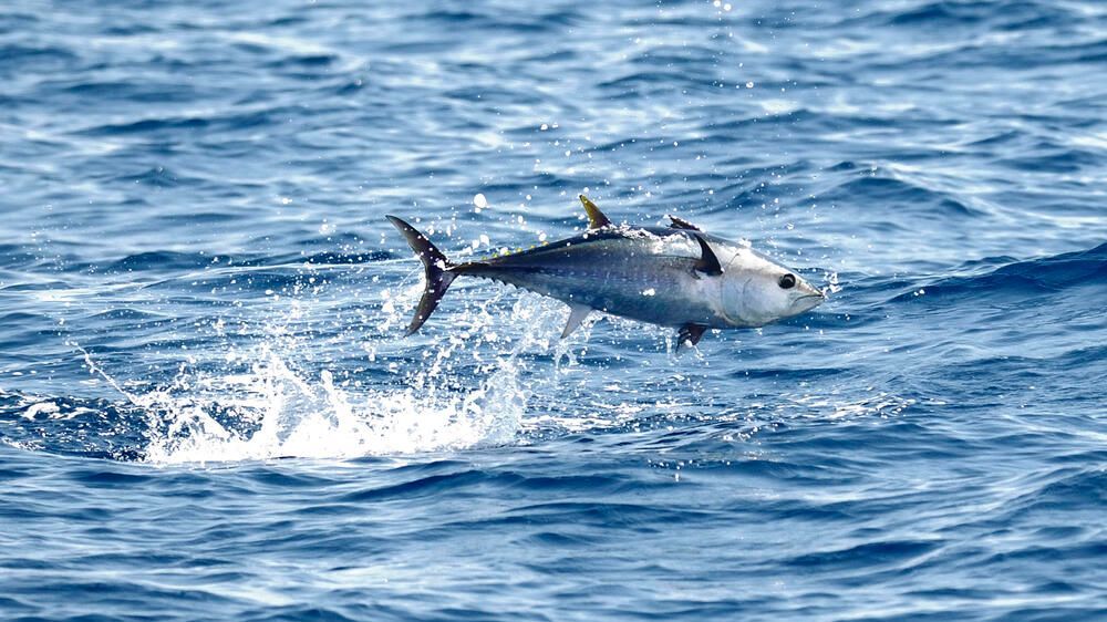 2 Mei Hari Tuna Sedunia, Momen untuk Mengenal Ikan Penuh Gizi