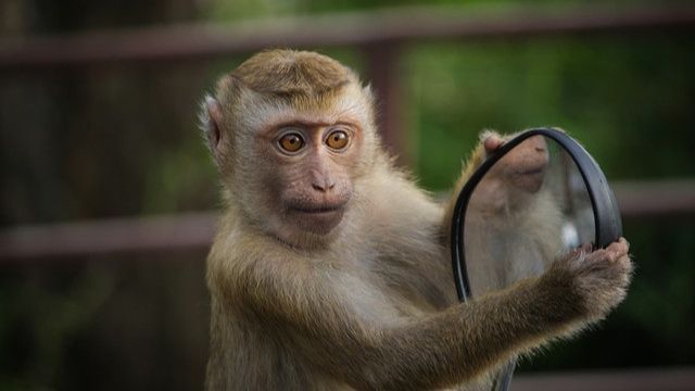 Bayi Dua Bulan Jadi Korban Serangan Monyet Liar