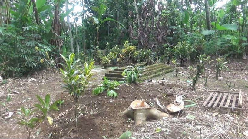 Geger Video Pembongkaran Makam Bayi di Lumajang, Polisi Ungkap Cerita Sebenarnya