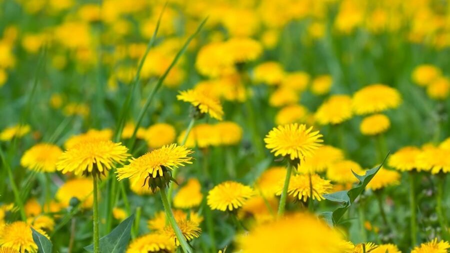 11 Khasiat Dibalik Tanaman Cantik Dandelion yang Jarang Orang Ketahui, Ini Cara Mengolahnya