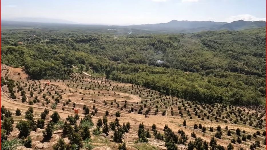 Bukit Tandus di Wonogiri Ini Dimanfaatkan Jadi Kebun Alpukat, Begini Penampakannya