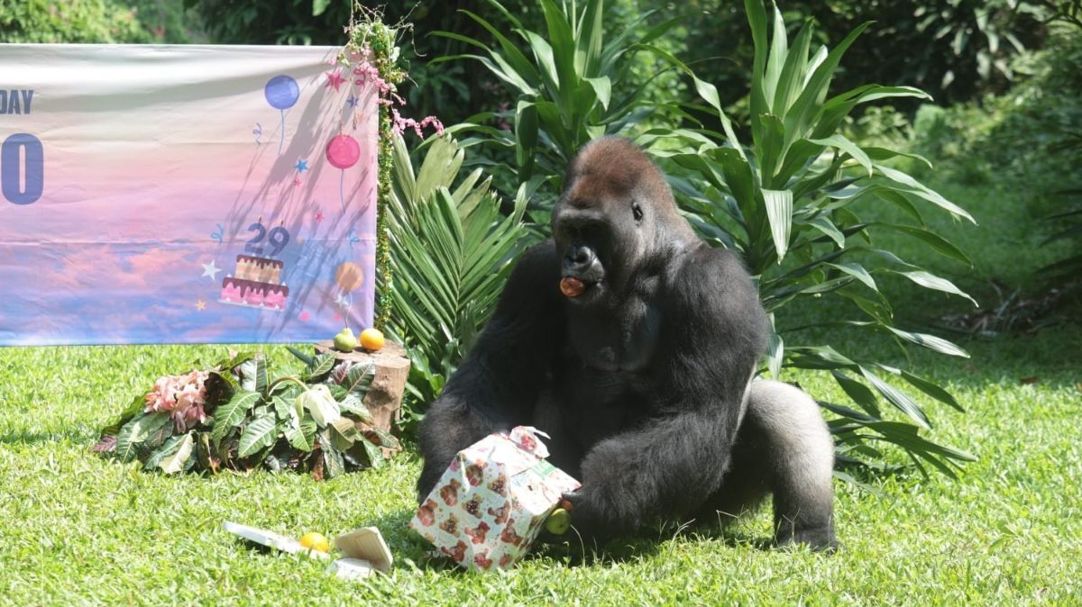 FOTO: Melihat Kegembiraan Gorila Merayakan Ulang Tahun di Taman Margasatwa Ragunan