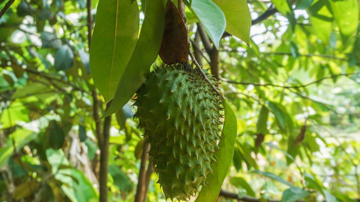 10 Manfaat Buah Sirsak untuk Wanita, Meningkatkan Peluang Kehamilan