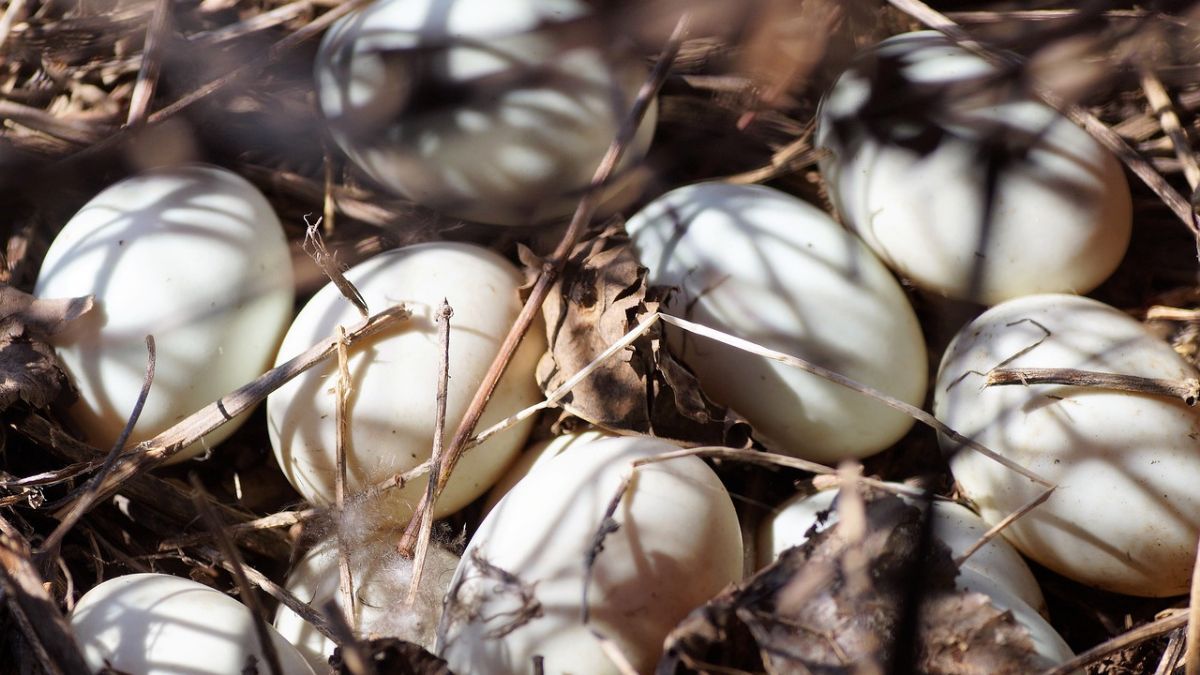 7 Manfaat Telur Bebek untuk Ibu Hamil, Membantu Perkembangan Otak Janin