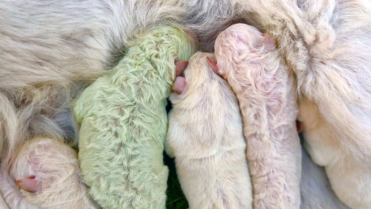 Cara Merawat Bayi Anjing yang Baru Lahir, Wajib Diketahui Agar Anabul Sehat