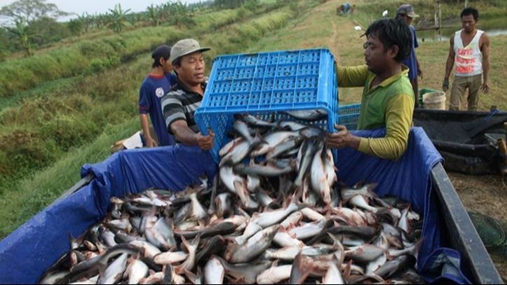 Ini Bisnis yang sedang Digandrungi Masyarakat di Sumsel