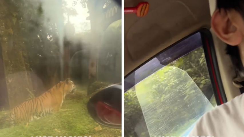 Viral Mobil Pengunjung Taman Safari Mogok di Kandang Harimau, Warganet Ikut Deg-Degan