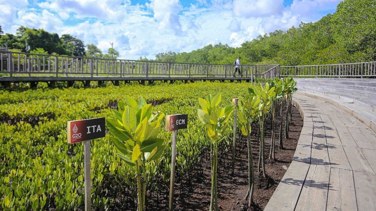 Jelang WWF ke-10, Kementerian PUPR Rampungkan Penataan Kawasan Mangrove Tahura Ngurah Rai