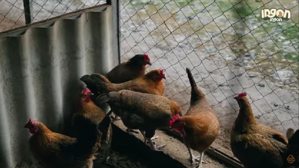 Kisah Sukses Pria Asal Malang Ternak 500 Ekor Ayam Kampung di Kompleks Perumahan Tanpa Bau, Bermula dari Hobi Kini Jadi Supplier Daging