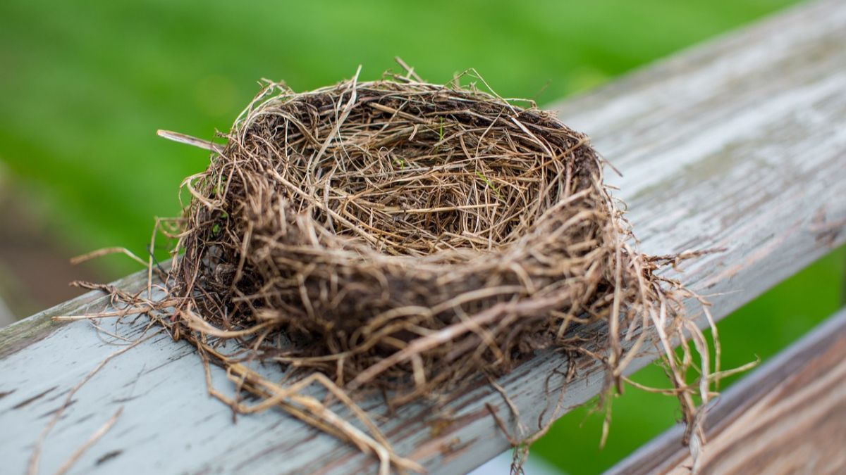 5 Fakta Burung Kedasih Si Burung Licik dan Cerdik, Punya Suara Seram yang Khas