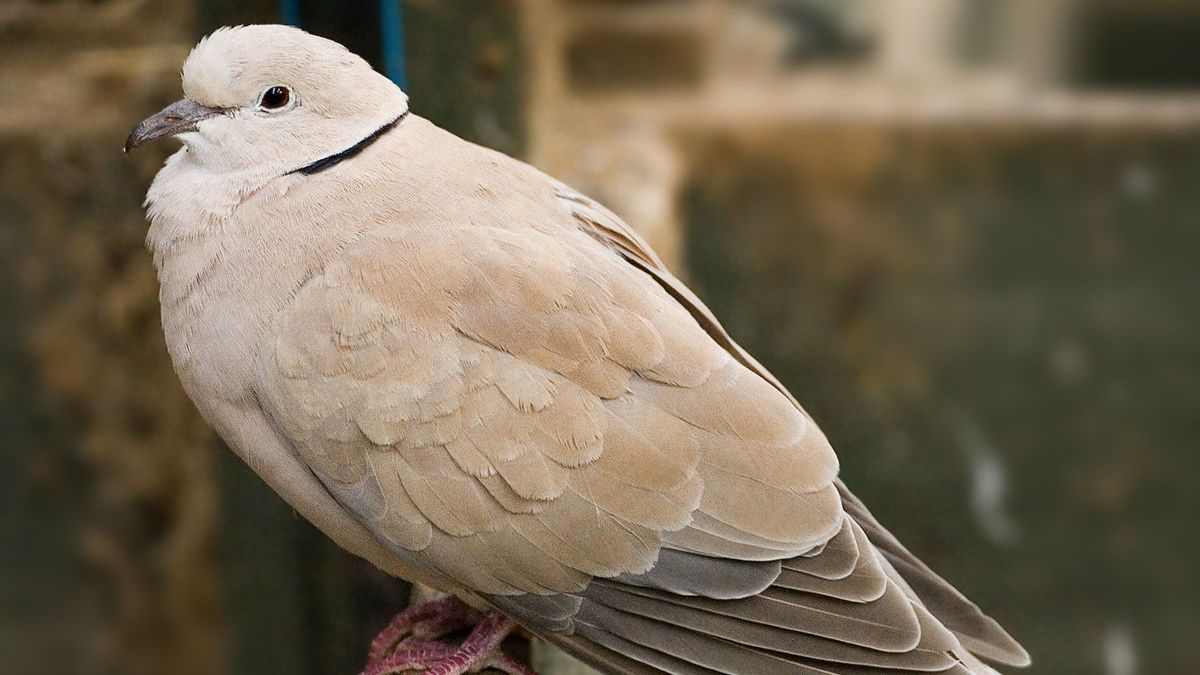 7 Mitos Burung Puter Bunyi Malam Hari, Bisa Jadi Pertanda Baik dan Buruk