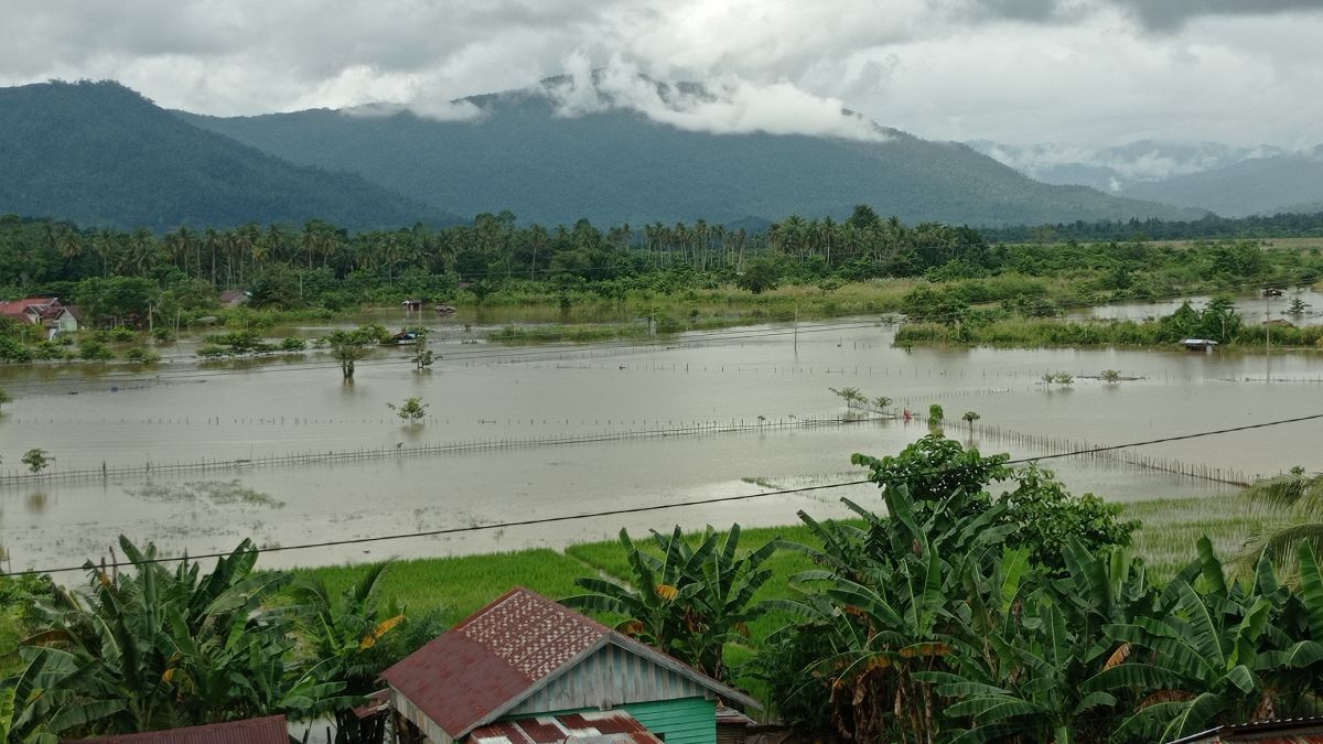 Curah Hujan Rendah, Petani Rote Gunakan Teknik Begini untuk Jaga Ketahanan Pangan