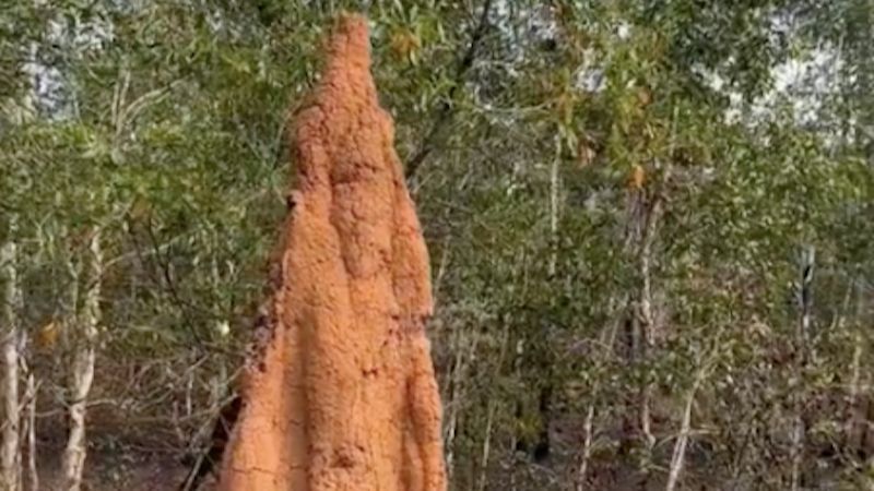 Penampakan Sarang Semut Raksasa di Merauke, Tingginya sampai 3 Meter dan Bisa Mengobati Penyakit