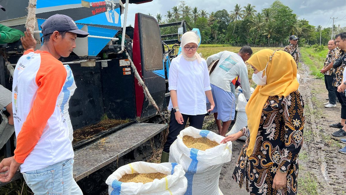 Penyerapan Gabah Beras Dalam Negeri Bulog Mencapai 30 Ribu Ton Setara GKP Perhari