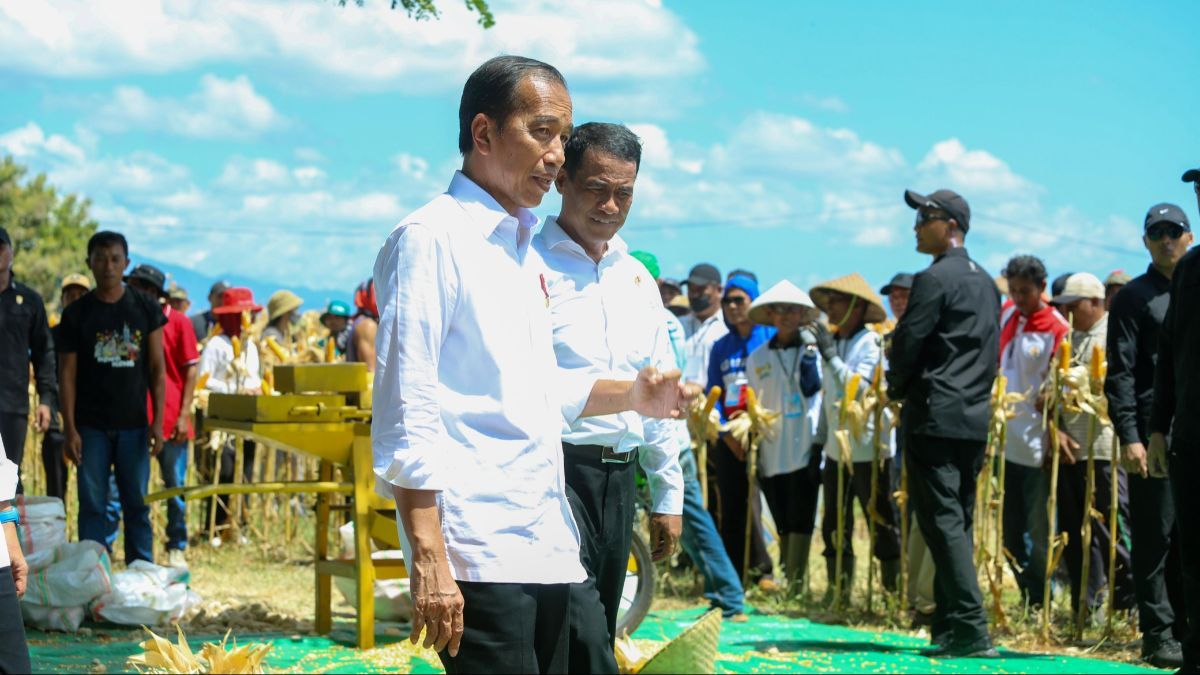 Panen Jagung bersama Mentan di Sumbawa, Presiden Jokowi Tekankan Keseimbangan Harga