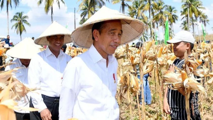 Jokowi Yakin Panen Raya Bisa Turunkan Harga Jagung