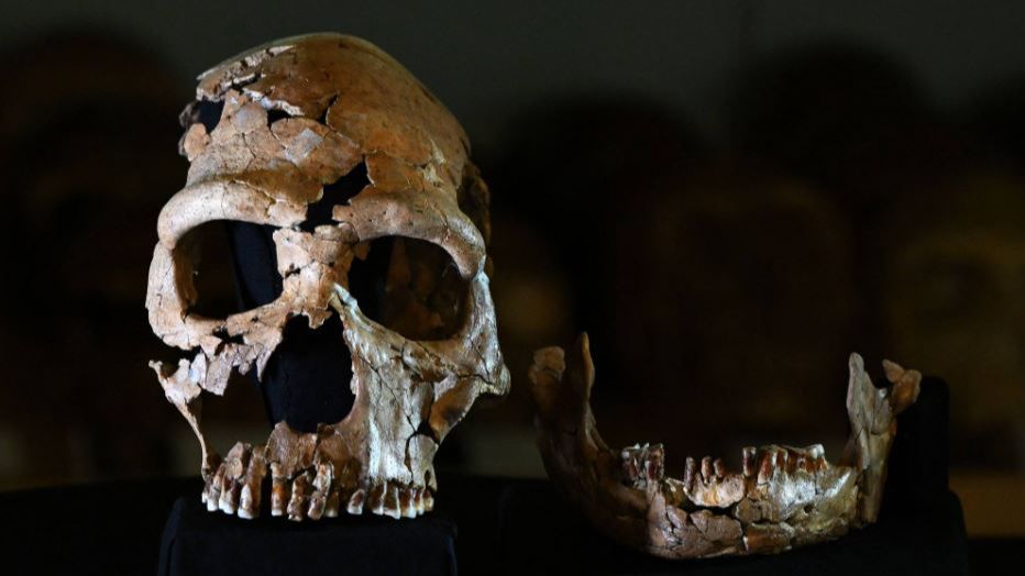 Arkeolog Rekonstruksi Wajah Wanita Neanderthal Berusia 75.000 Tahun, Begini Parasnya