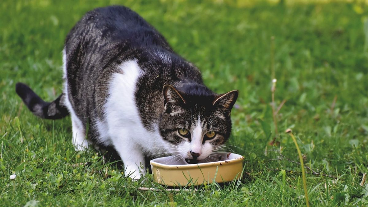 Kelebihan dan Kekurangan Dry Food untuk Kucing, Perlu Diketahui