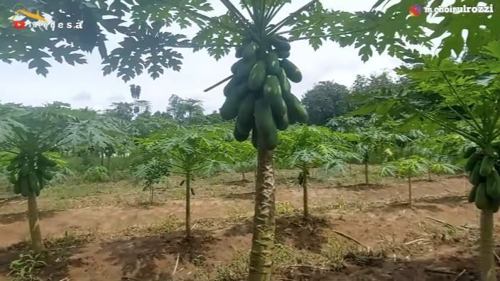 Petani Mengeluh Panen Pepaya California Berlimpah Tapi Tak Laku, Akui Penyebabnya karena Salah Berdoa