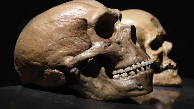 Ilmuwan Jelaskan Perbedaan Homo Sapiens dengan Neanderthal, Siapa yang Paling Mirip Manusia Modern?