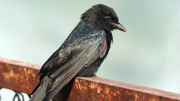 Mitos Burung Srigunting Menurut Primbon Jawa, Bisa Jadi Pertanda Baik dan Buruk