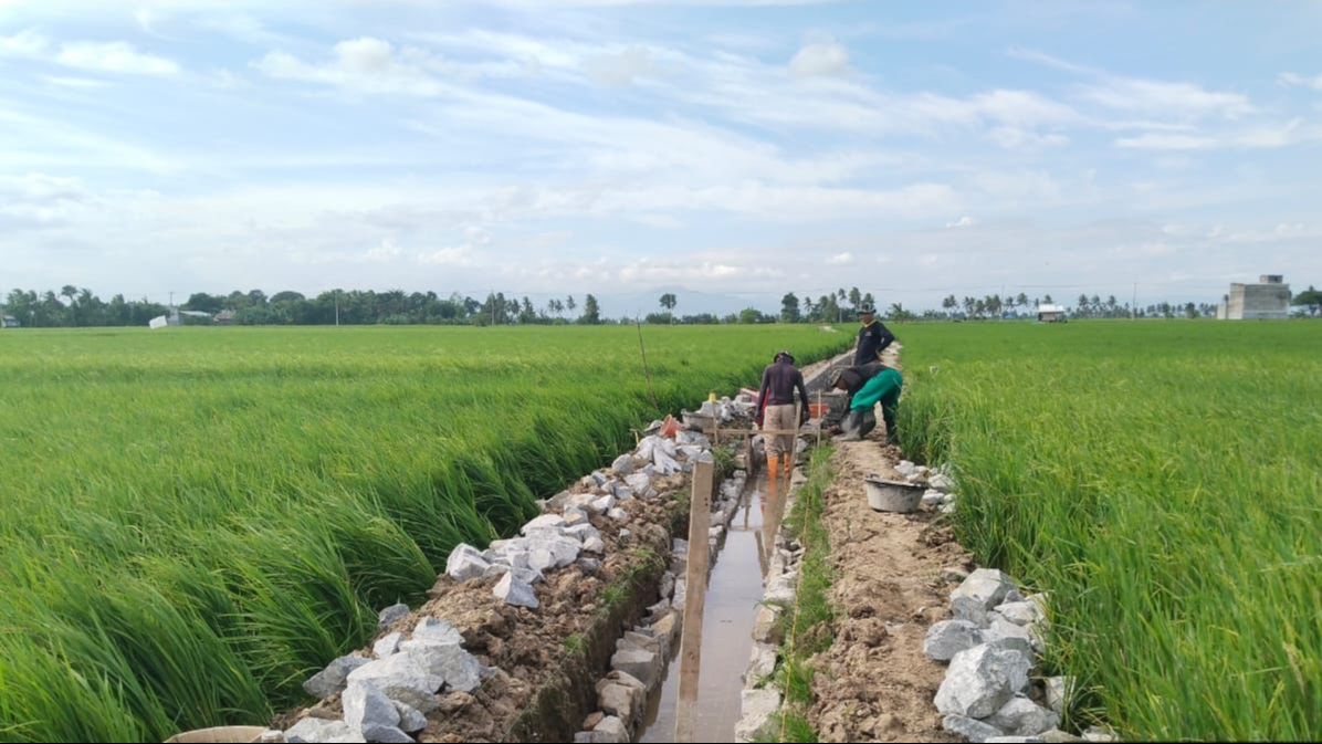 Tingkatkan Indeks Pertanaman, Kementan Lakukan Opla Rawa di Pinrang 500 Ha