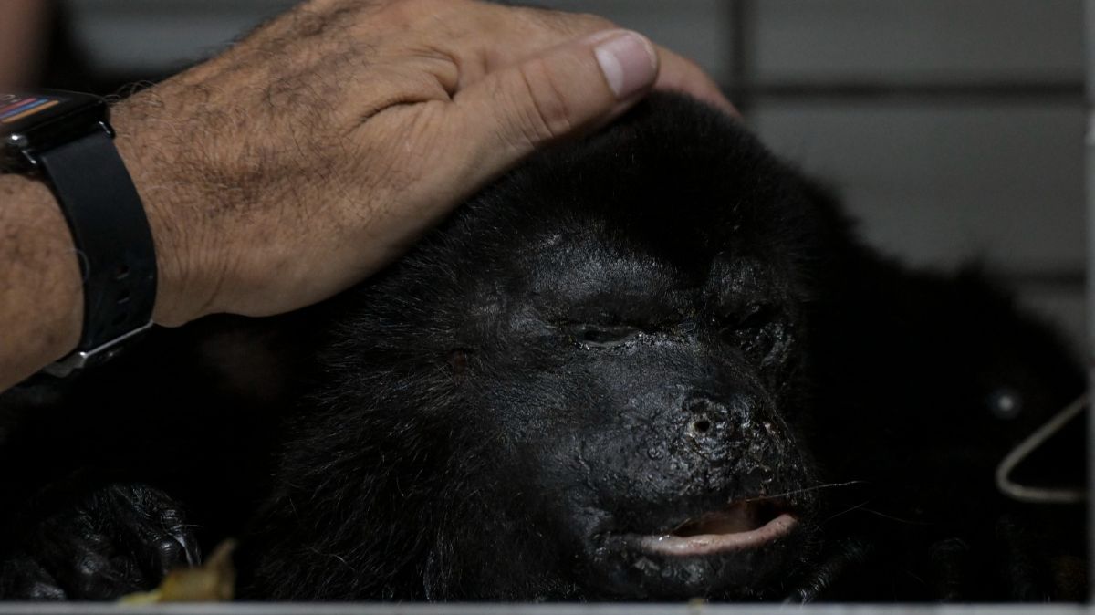 FOTO: Nestapa Puluhan Monyet Howler Langka di Meksiko Mati 'Terpanggang' Cuaca Panas