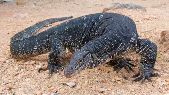 Sederhana dan Alami, Ini Trik Ampuh Usir Biawak Agar Tidak Masuk Rumah