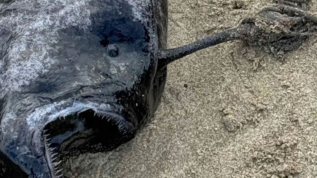 Monster Laut Mengerikan yang Sangat Langka Ditemukan di Pantai, Hidup di Kedalaman 900 Meter yang Gelap Gulita