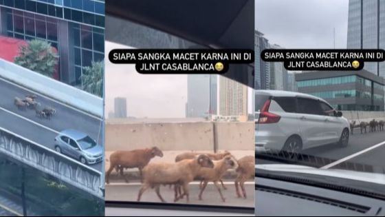 Viral Kawanan Domba Melintas Di JLNT Casablanca Bikin Macet, Punya Siapa?