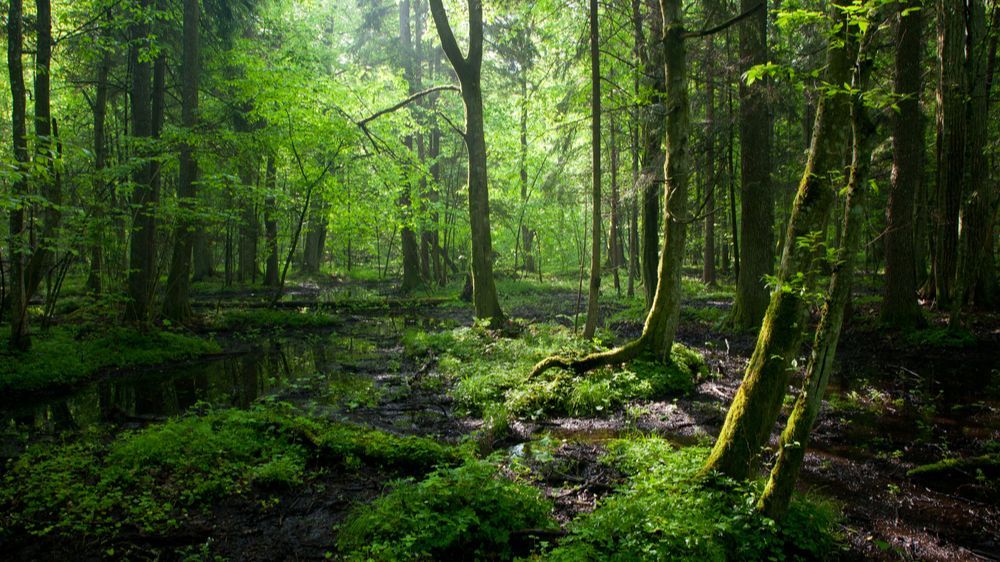 Viral Kurir Antar Paket ke Satu-Satunya Rumah di Tengah Hutan, Lewati Jalan Sempit dan 'Ekstrem'