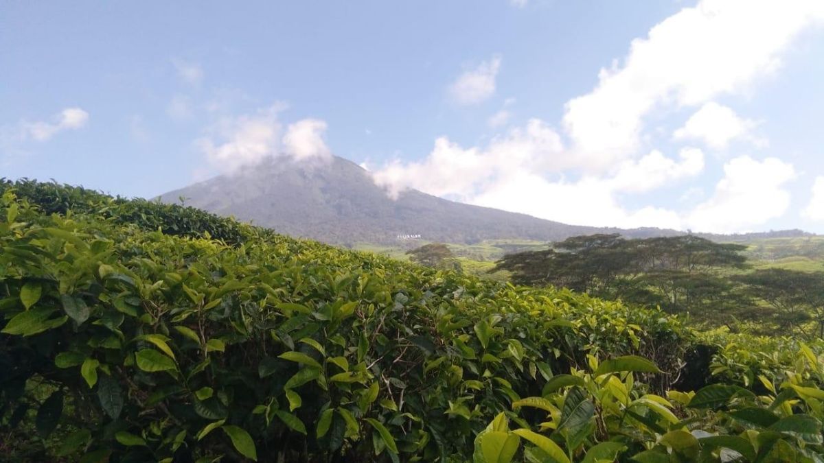 Gunung Api Dempo Pagaralam Erupsi Lagi, Semburkan Abu Sejauh 300 M