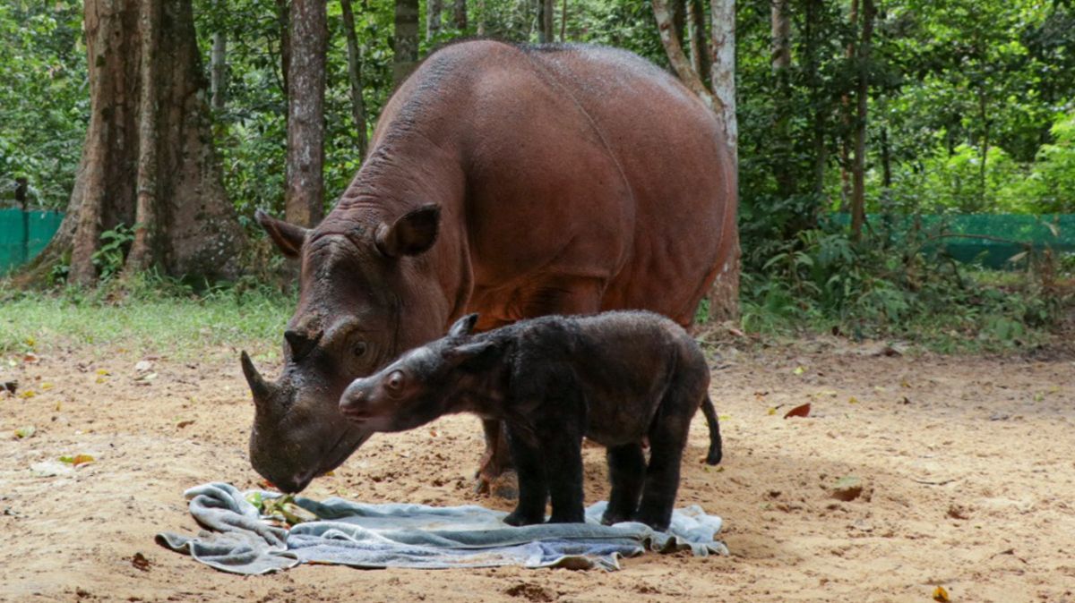 Mengunjungi Taman Nasional Bukit Barisan Selatan, Hutan Hujan Tropis di Sumatra yang Kaya Potensi Alam