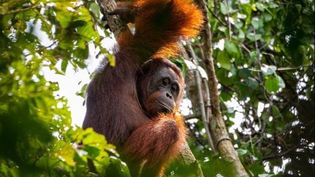 Fakta Orang Utan yang Unik dan Menarik, Si Lengan Panjang yang Suka Membuat Sarang