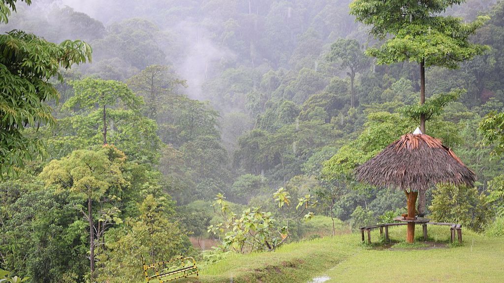 Taman Nasional Bukit Tiga Puluh, Kawasan Konservasi Orang Utan di Provinsi Riau