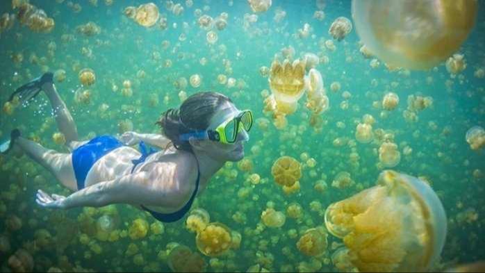 Eksotisme Kepulauan Derawan Surga Bawah Laut Indonesia, Habitat Ubur-Ubur Tak Berbahaya