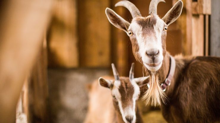 Kronologi Sejumlah Kambing di Banyuwangi Mati Misterius, Mata Tercongkel dan Kaki Terpotong