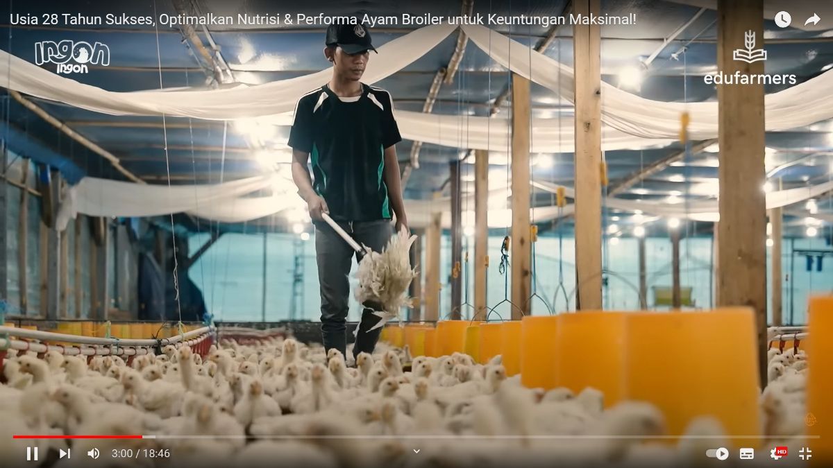 Raup Omzet Rp90 Juta Sekali Panen, Pemuda Ini Bagikan Resep Sukses Ternak Ayam Broiler