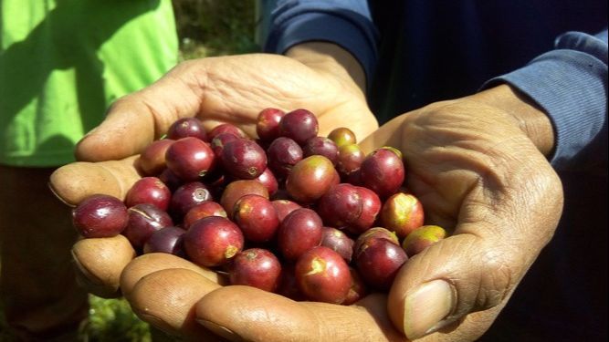 Cerita Empat Kopi Khas Bandung yang Kini Mendunia, Rasanya Diakui Amerika sampai Arab Saudi