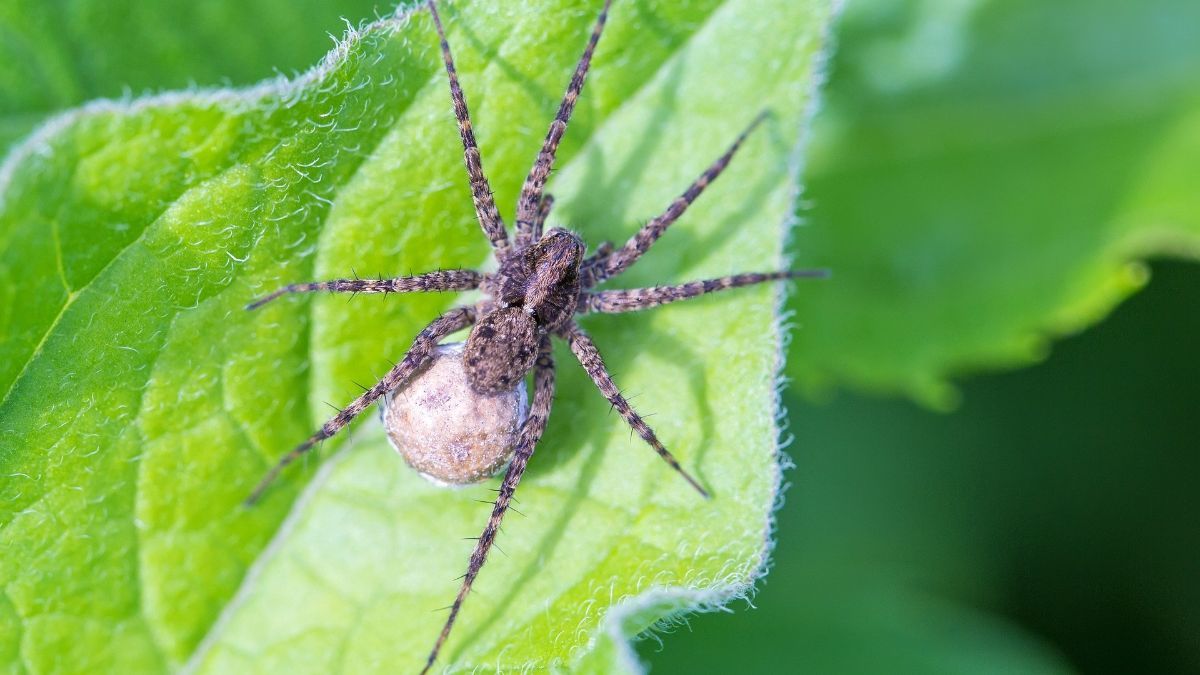 Fakta Menarik Laba-Laba Brazil, Tidak Memiliki Sarang dengan Jaring Tapi Simpan Racun Neurotoxic