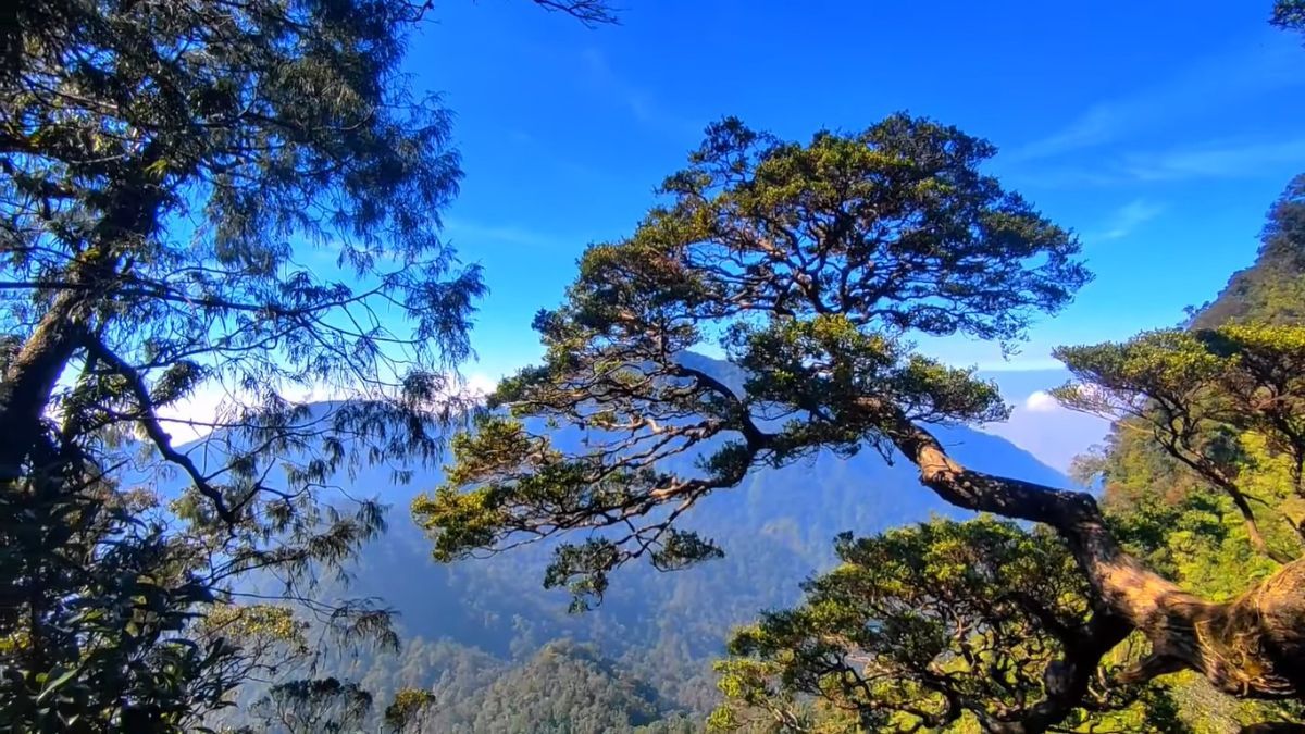 Viral Pohon Bonsai Terlarang di Gunung Salak, Pendaki Jatuh Tidak Akan Dievakuasi