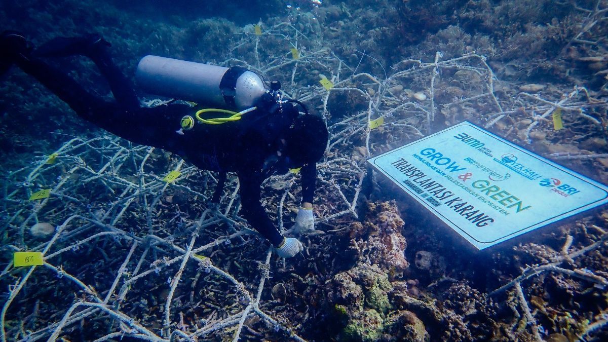 BRI Menanam Grow & Green Bantu Jaga Ekosistem Laut serta Kembangkan Potensi Wisata Daerah