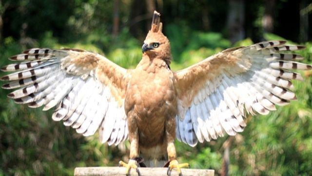 Mengintip Cara Hidup Elang Jawa, Burung dengan Penglihatan 8 Kali Lebih Tajam dari Manusia