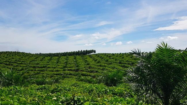 Garap Proyek Strategis Nasional di Kalimantan, PTPN Grup Dapat Keringanan Pajak