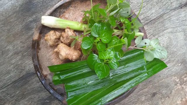 Resep Ampuh Jamu Sirih Cina untuk Turunkan Asam Urat dan Kolesterol dengan Alami