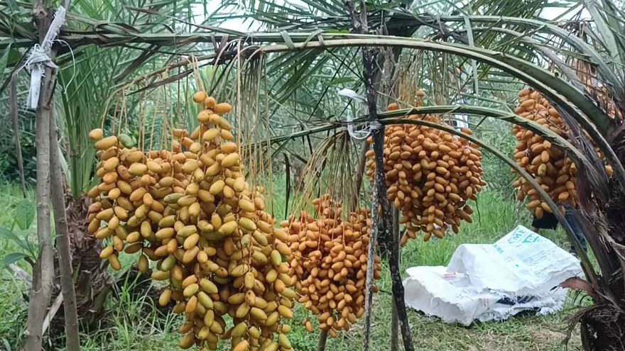 Tidak Perlu ke Arab Saudi, Beginilah Kebun Kurma di Jember Jawa Timur Buahnya Begitu Lebat