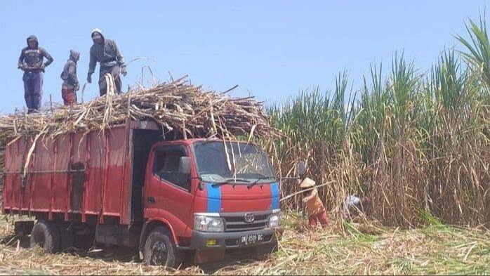 Kejar Target Swasembada Gula, Lahan Karet Tak Produktif Kini Dimanfaatkan untuk Tanaman Tebu