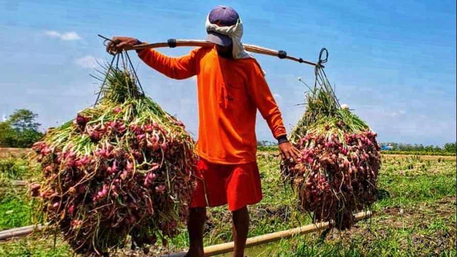 Di Tengah UKT Mahal, Kuliah di UM Maumere Tak Cuma Bisa Bayar Pakai Hasil Bumi Tapi Bisa Dicicil Sampai Sudah Bekerja