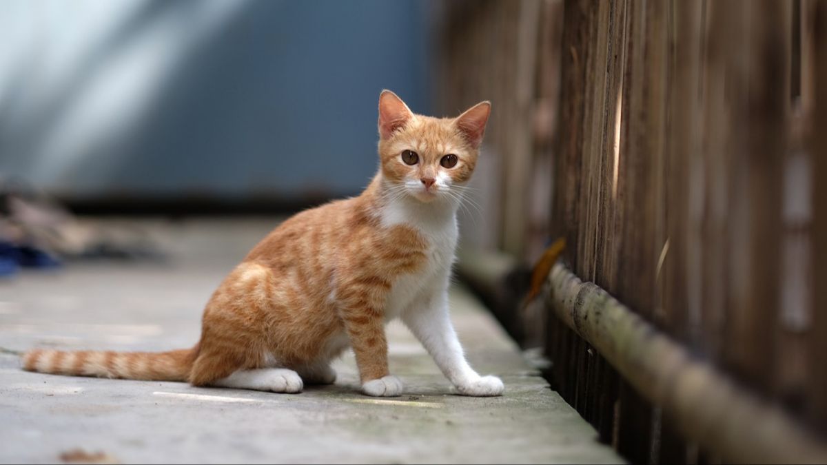 Penyebab Kucing Demam dan Cara Mengatasinya, Perlu Diketahui